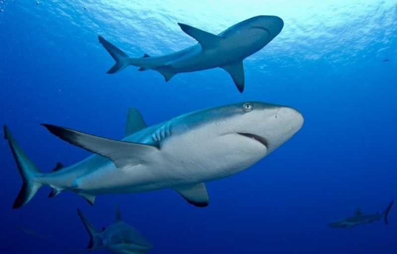 Включи акулята. Гангская акула. Тигровая акула акулята. Тигровая акула в Красном море. Чернохвостая акула.