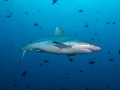 Grey Reef Shark