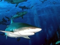 Grey Reef Shark