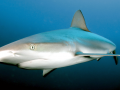 Grey Reef Shark