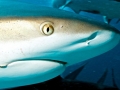 Grey Reef Shark