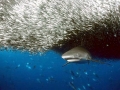 Grey Reef Shark