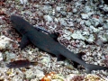 Grey Reef Shark