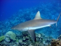 Grey Reef Shark