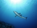 Grey Reef Shark