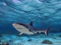 Grey Reef Shark