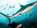 Grey Reef Shark