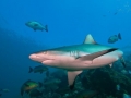 Grey Reef Shark
