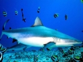 Grey Reef Shark