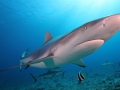 Grey Reef Shark