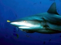 Grey Reef Shark