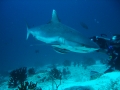 Grey Reef Shark