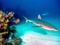 Grey Reef Shark