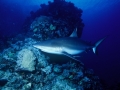 Grey Reef Shark
