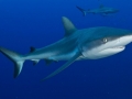 Grey Reef Shark