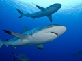 Grey Reef Shark