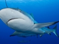 Grey Reef Shark