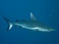 Grey Reef Shark