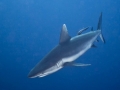 Grey Reef Shark