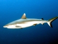 Grey Reef Shark