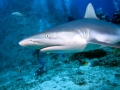 Grey Reef Shark