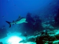 Grey Reef Shark