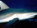 Grey Reef Shark