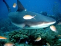 Grey Reef Shark