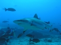 Grey Reef Shark