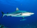 Grey Reef Shark