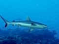 Grey Reef Shark