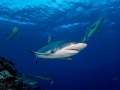 Grey Reef Shark