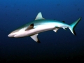Grey Reef Shark
