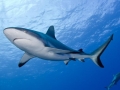 Grey Reef Shark