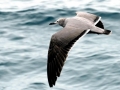 Grey Seagull
