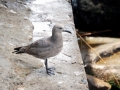 Grey Seagull