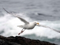 Grey Seagull