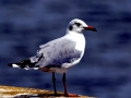 Grey Seagull