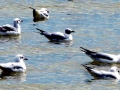 Grey Seagull