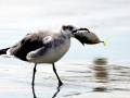 Grey Seagull
