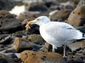 Grey Seagull
