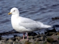 Grey Seagull