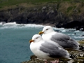 Grey Seagull