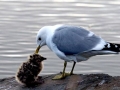 Grey Seagull
