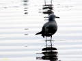 Grey Seagull