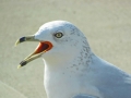 Grey Seagull