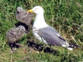 Grey Seagull