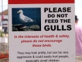 Grey Seagull