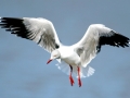 Grey Seagull