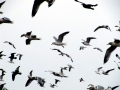 Grey Seagull